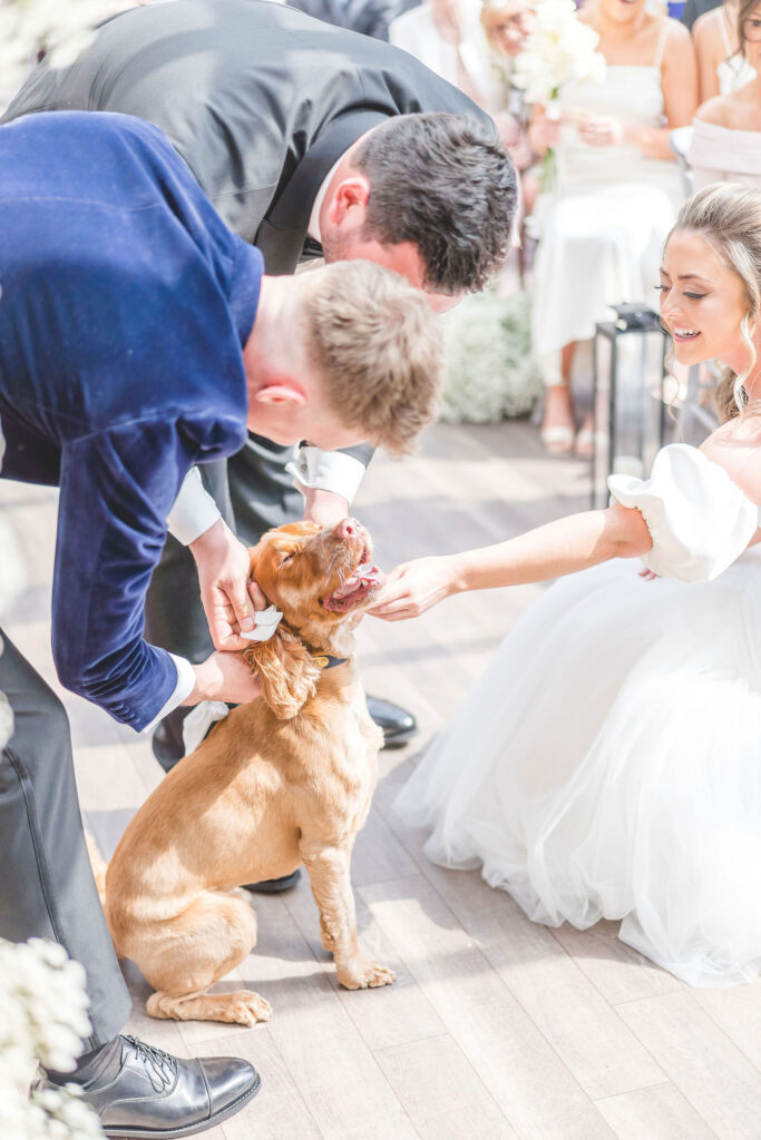 dog delivers ring in ceremony at foxtail barns 